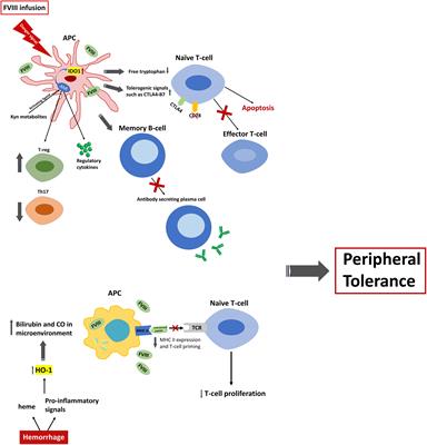 Tolerance to FVIII: Role of the Immune Metabolic Enzymes Indoleamine 2,3 Dyoxigenase-1 and Heme Oxygenase-1